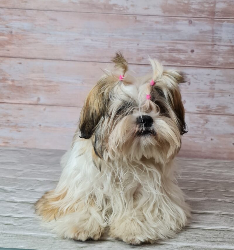 Perro pequeño con coletas antes de cortarle el pelaje