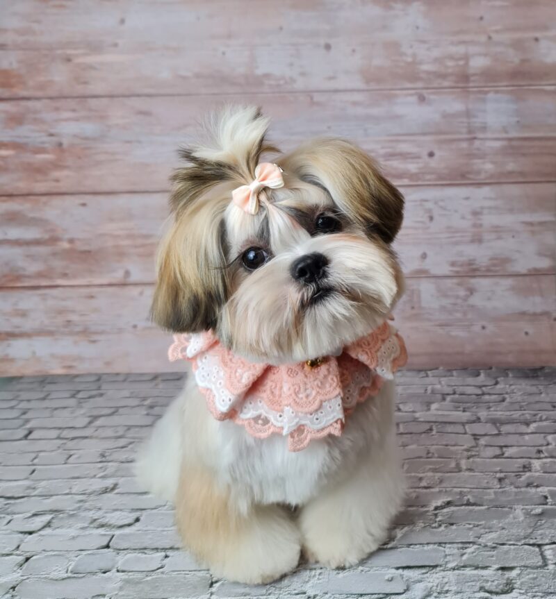 Perro pequeño con coletas después de cortarle el pelaje