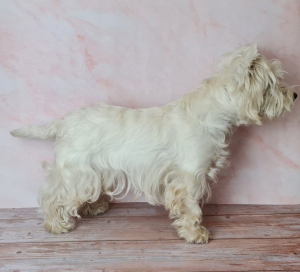 Perro blanco de patas cortas antes del corte de pelo