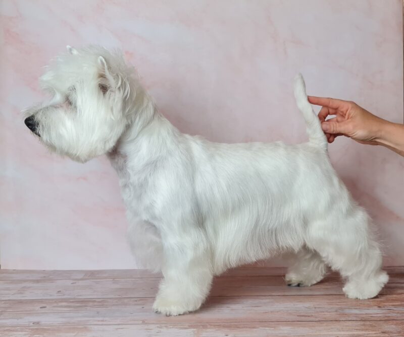 Perro blanco de patas cortas después del corte de pelo