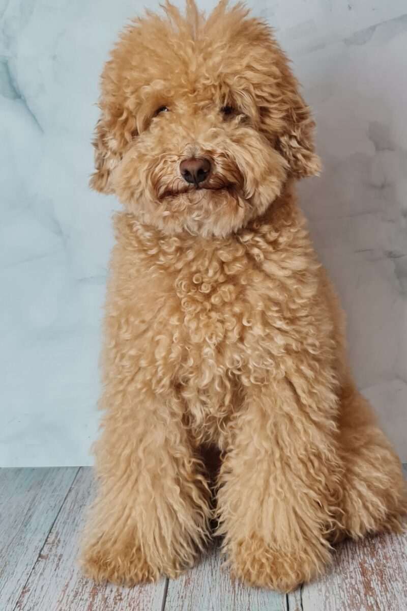 Perro grande, marrón y con el pelo rizado antes de cortarle el pelaje