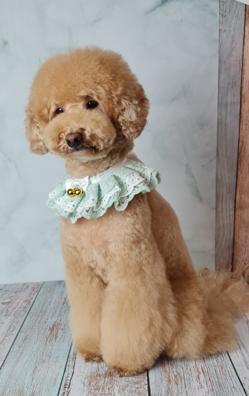 Perro grande, marrón y con el pelo rizado después de cortarle el pelaje