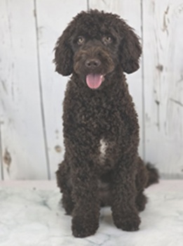 Financiación clases de peluquería canina en Valencia