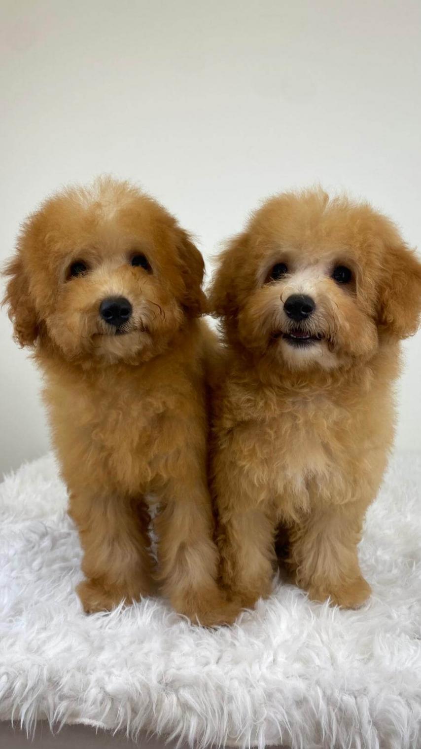 Dos perros hermanos con el pelo recién cortado